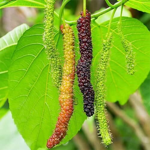 3 Yaş Aşılı  Kırmızı Pakistan Şahdut Fidanı, Torbada