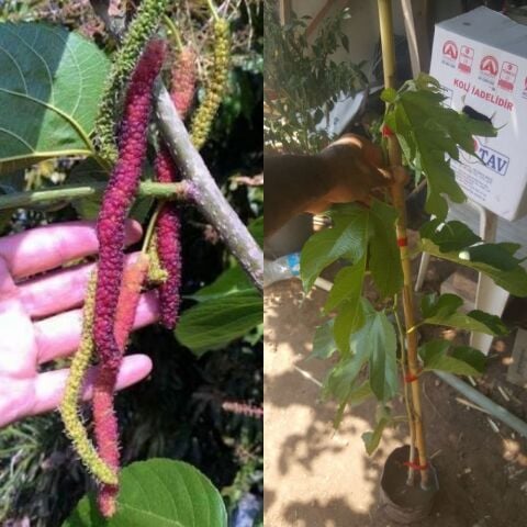 3 Yaş Aşılı  Kırmızı Pakistan Şahdut Fidanı, Torbada