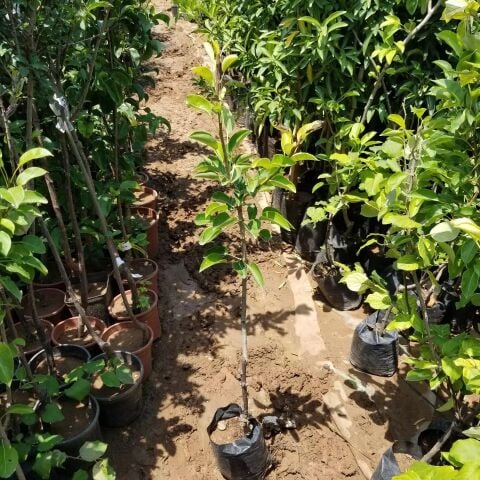 3 Yaş Aşılı Akça Armut Fidanı, Torbada