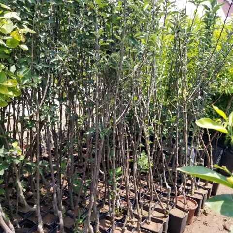 3 Yaş, Aşılı Elma Fidanı ARAP KIZI, Torbada