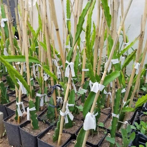 Sarı Pitaya Ejder Meyvesi Fidanı, Torbada