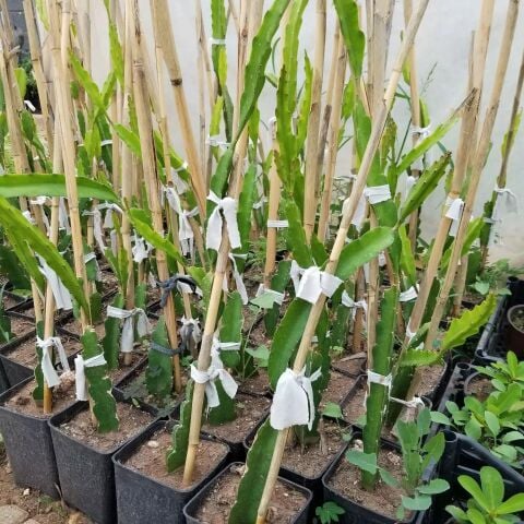 Sarı Pitaya Ejder Meyvesi Fidanı, Torbada