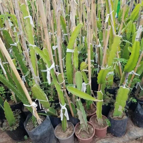 Sarı Pitaya Ejder Meyvesi Fidanı, Torbada