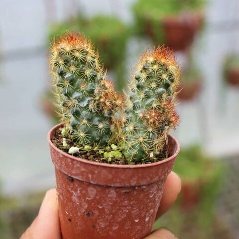 Mammillaria Elongata Kızıl Kaktüs - Radyasyon Düşmanı, 5.5 Cm Saksıda