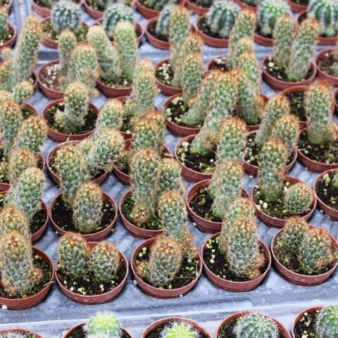 Mammillaria Elongata Kızıl Kaktüs - Radyasyon Düşmanı, 5.5 Cm Saksıda