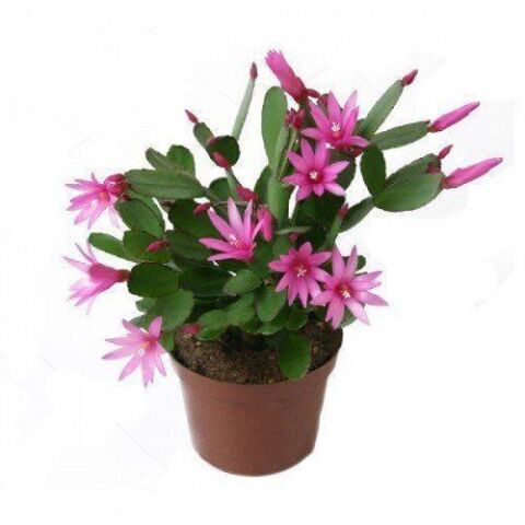 Paskalya Kaktüsü Çiçeği, 7 Cm Saksıda