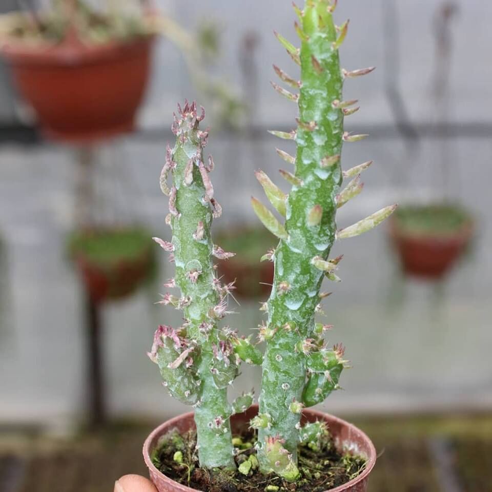 Meksika Kaktüs (Austrocylindropuntia Verschaffeltii) İthal 5.5 Cm Saksıda