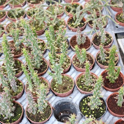 Meksika Kaktüs (Austrocylindropuntia Verschaffeltii) İthal 5.5 Cm Saksıda
