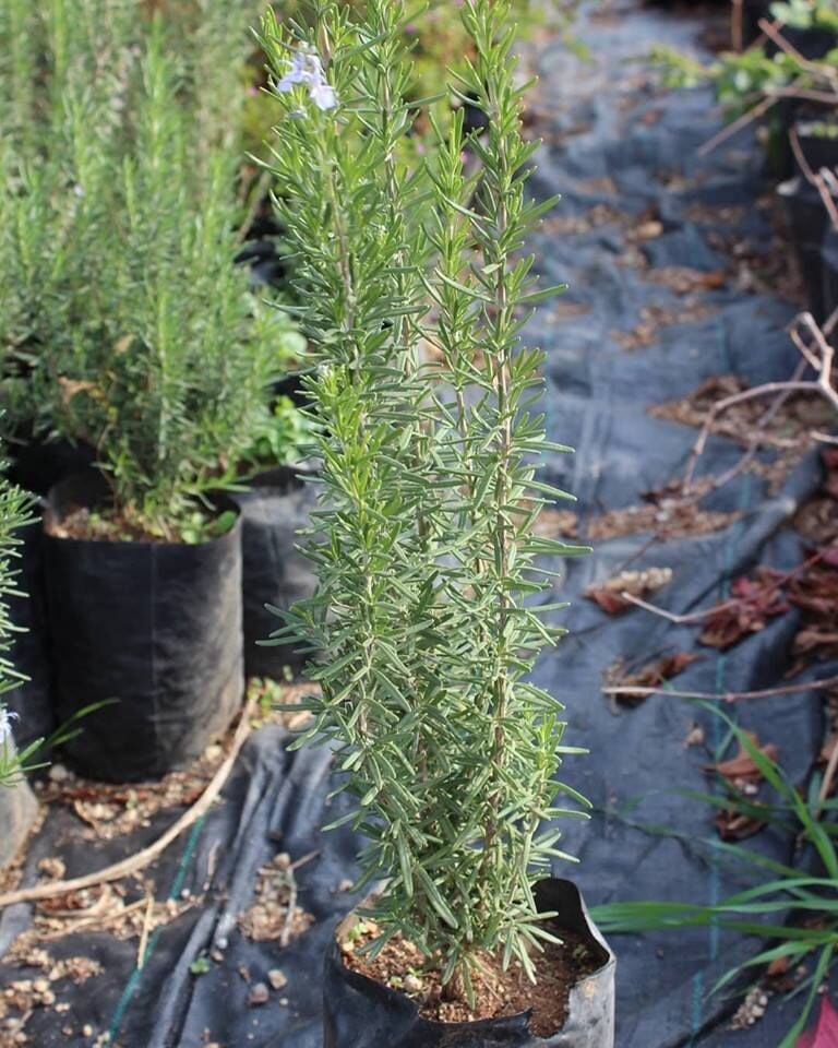 Doğal Biberiye Fidanı, Saksıda