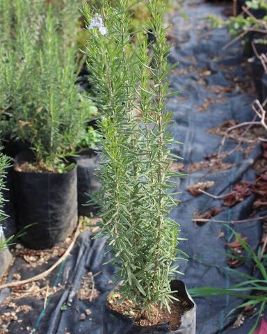 Doğal Biberiye Fidanı, Saksıda