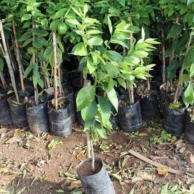 3 Yaş Aşılı Bodur Yediveren Mayer Limon Fidanı, Torbada