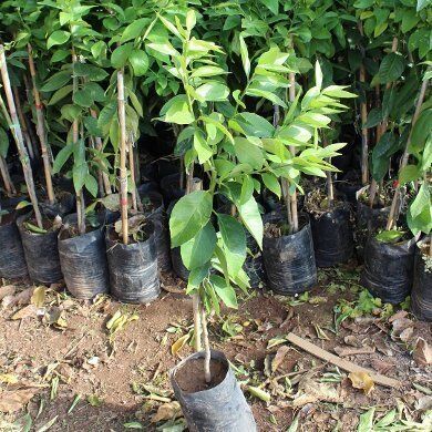 3 Yaş Aşılı Bodur Yediveren Mayer Limon Fidanı, Torbada