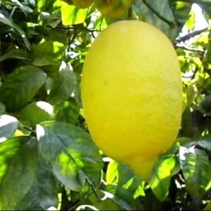 Tüplü Enter Limon Fidanı