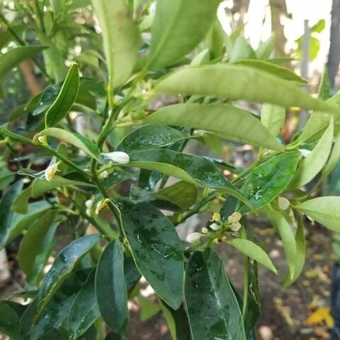 6 Yaş Aşılı Kamkat Süs Portakalı Fidanı, Saksıda