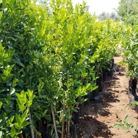 4 Yaş Aşılı Calamondin Süs Mandalinası Fidanı, Torbada