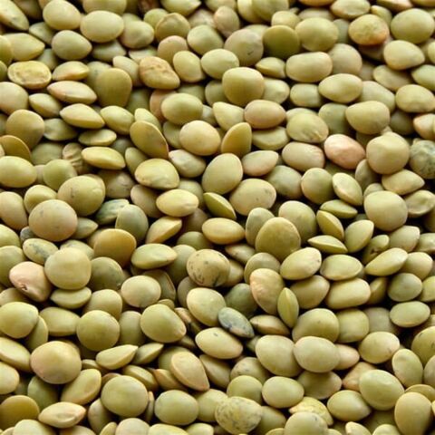 Doğal Yeşil Mercimek Tohumu (20 Tohum)