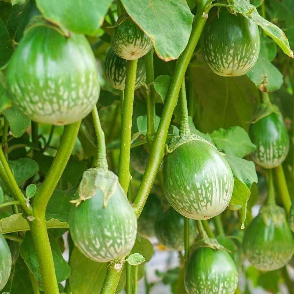 Green Giant Thai Dev Patlıcan Tohumu (15 tohum)