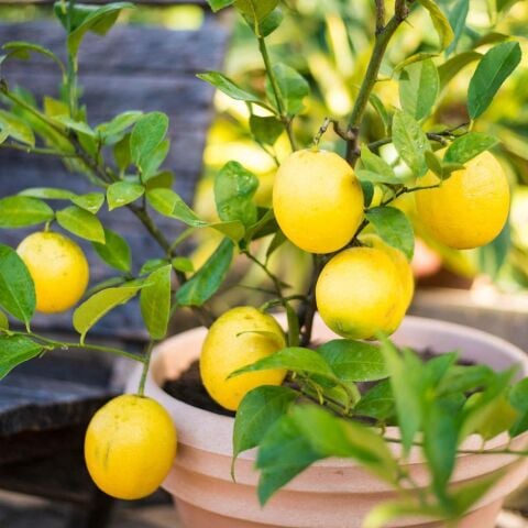 6 Yaş Aşılı Limequat-Süs Limonu Fidanı, Torbada