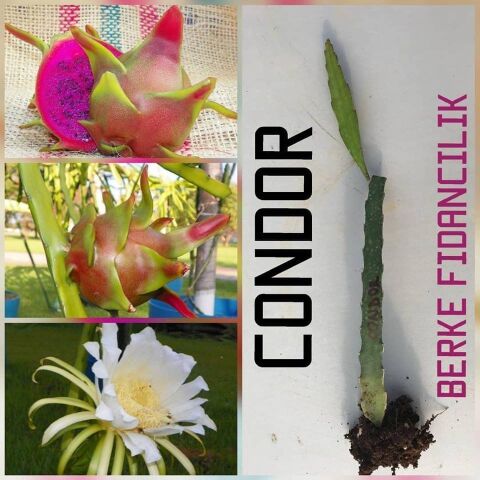 Pitaya-Ejder Meyvesi Özel Tür CONDOR, Torbada