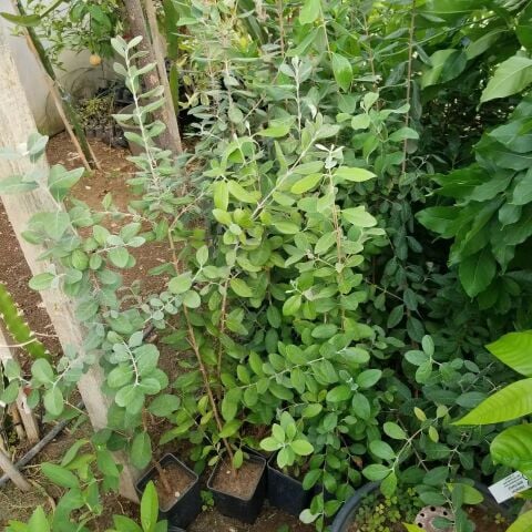 4 Yaş Feioja Kaymak Ağacı Fidanı, Torbada