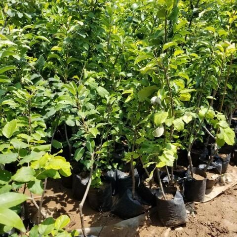 3 Yaş Aşılı Limon Armut Fidanı, Saksıda