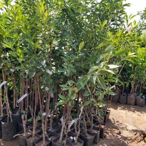 3 Yaş Aşılı Vişne Fidanı KÜTAHYA, Torbada