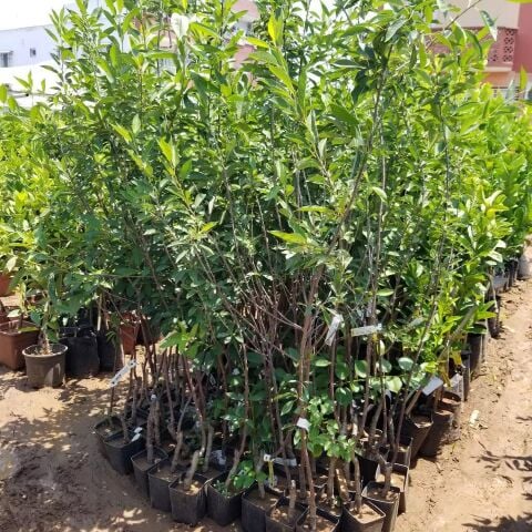 3 Yaş Aşılı Vişne Fidanı KÜTAHYA, Torbada