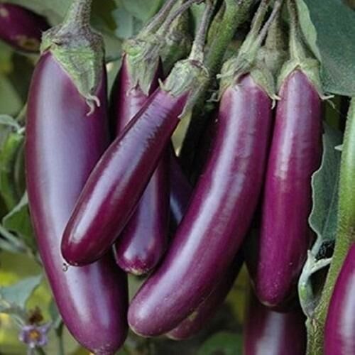 Doğal Long Purple Patlıcan Tohumu (50 tohum)