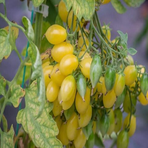 Barry's Crazy Cherry Domates Tohumu (15 tohum)