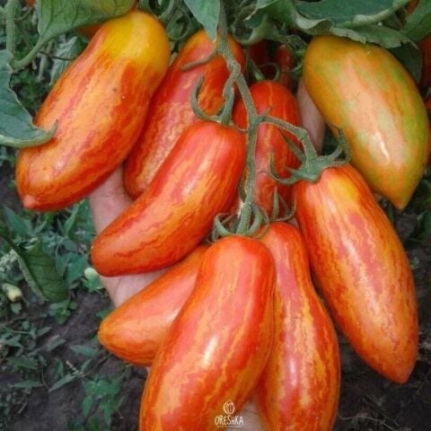 Casady's Folly Domates Tohumu(15 tohum)