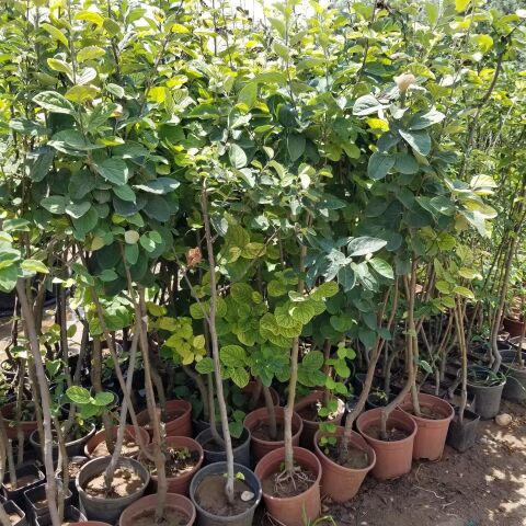 7 Yaş Aşılı Eşme Ayva Fidanı , Saksıda