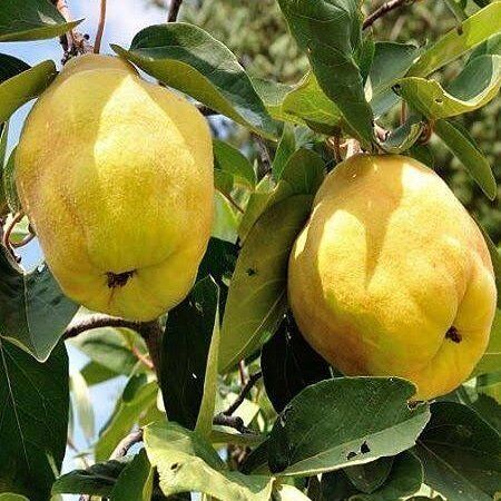 7 Yaş Aşılı Eşme Ayva Fidanı , Torbada (Tüplü)