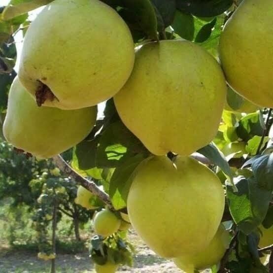 7 Yaş Aşılı Limon Ayva Fidanı , Torbada (Tüplü)