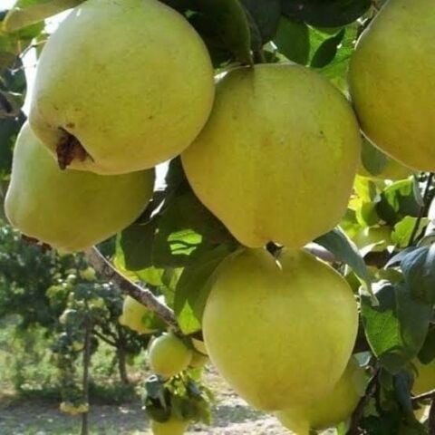 7 Yaş Aşılı Limon Ayva Fidanı , Torbada (Tüplü)