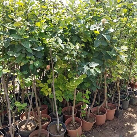 7 Yaş Aşılı Ekmek Ayva Fidanı , Saksıda