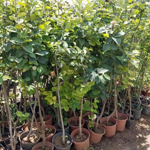 7 Yaş Aşılı Ekmek Ayva Fidanı , Saksıda