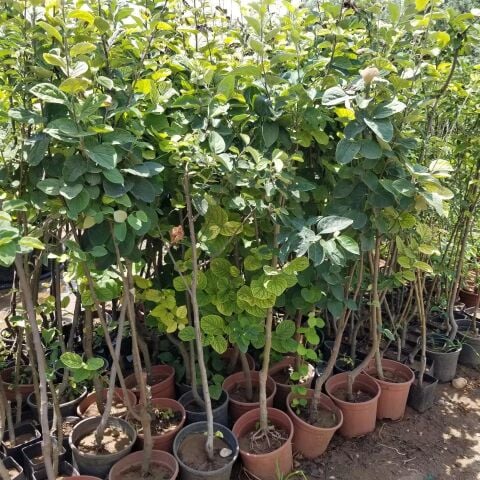 7 Yaş Aşılı Ekmek Ayva Fidanı , Saksıda