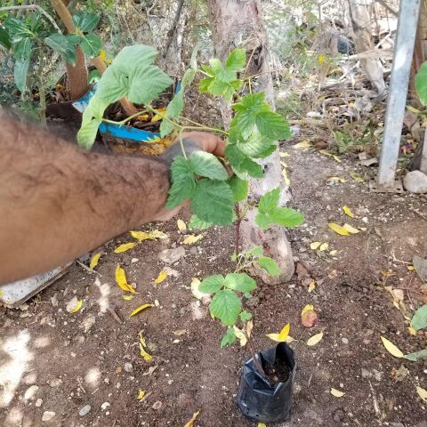 2 Yaş Ahududu Fidanı, Torbada