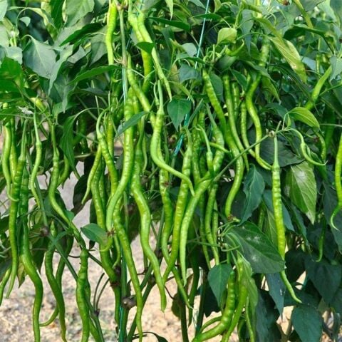 Acı Kıl Biber Tohumu Paket +10 gr Paket