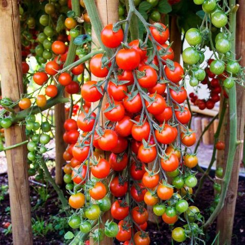 Cherry (Pinpon) Domates Tohumu 250 Adet
