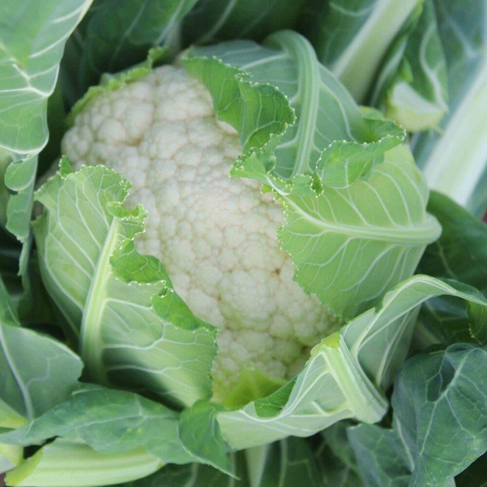 Karnabahar Tohumu 500 Adet