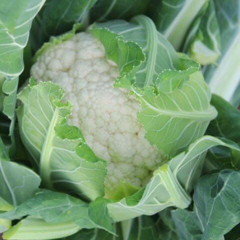 Karnabahar Tohumu 500 Adet