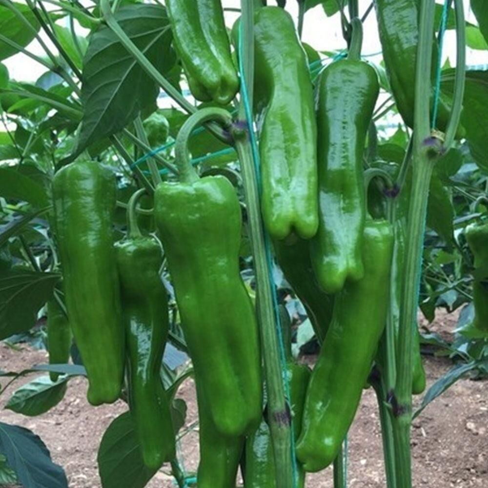 Doğal Mazamort Biber Tohumu  10 gr Köy Biberi Üç Burun