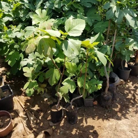 2 Yaş Bonsai Bodur İncir Fidanı, Saksıda