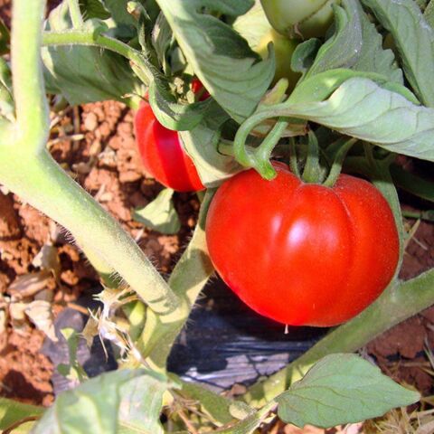 Doğal 2274 Domates Tohumu (20 adet)