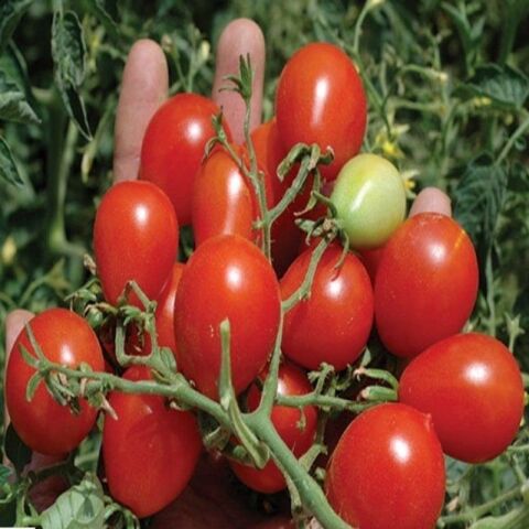 Riesentraube Salkım Güzeli Domates Tohumu(20 tohum)