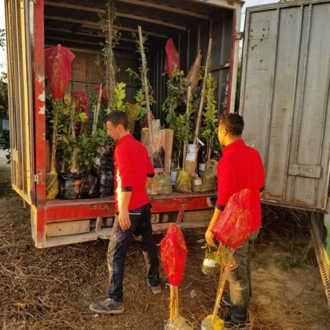 6 Yaş Aşılı Kiraz Fidanı KARAGEVREK, Saksıda