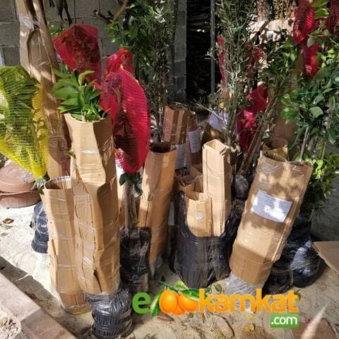 6 Yaş Aşılı Kiraz Fidanı VAN, Saksıda