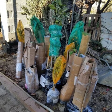 6 Yaş Aşılı Kiraz Fidanı SWEETHEART, Saksıda