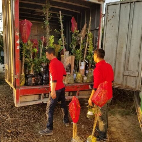 6 Yaş Aşılı Kiraz Fidanı LAMBERT, Saksıda